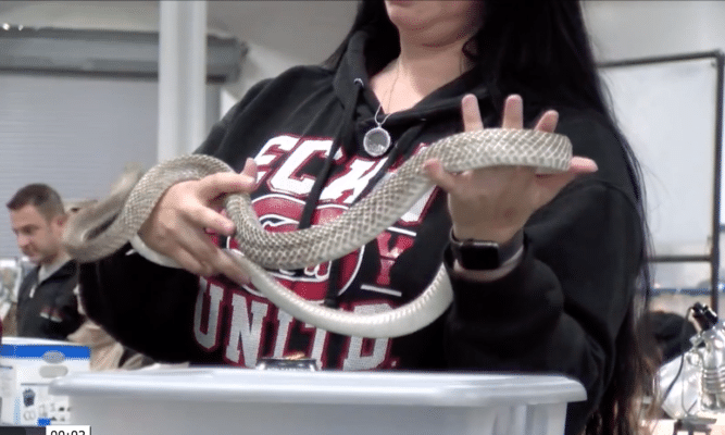 Woman holding a snake at a Pennsylvania venomous snake fair.