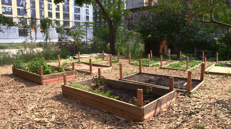 Picture of 8-9 plant beds in a community garden.