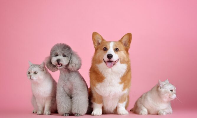 a photo of a white cat, a gray poodle, a brown and white Corgi and another white cat sitting in a row with a bright pink background behind them.