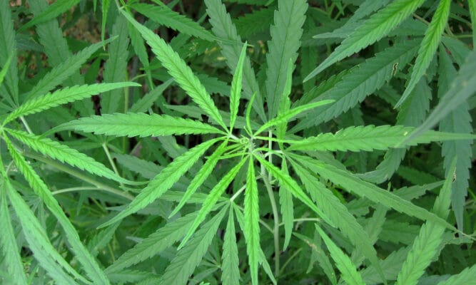 picture of a cannabis plant