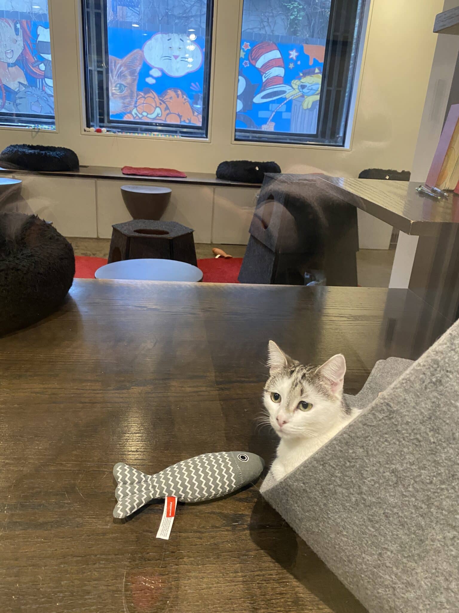 Adopt — Koneko Cat Cafe