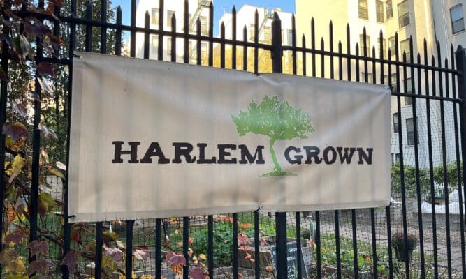 Harlem Grown Farm Harlem New York