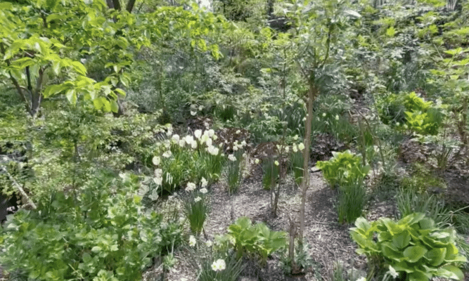 Jenny's Garden in Harlem, New York