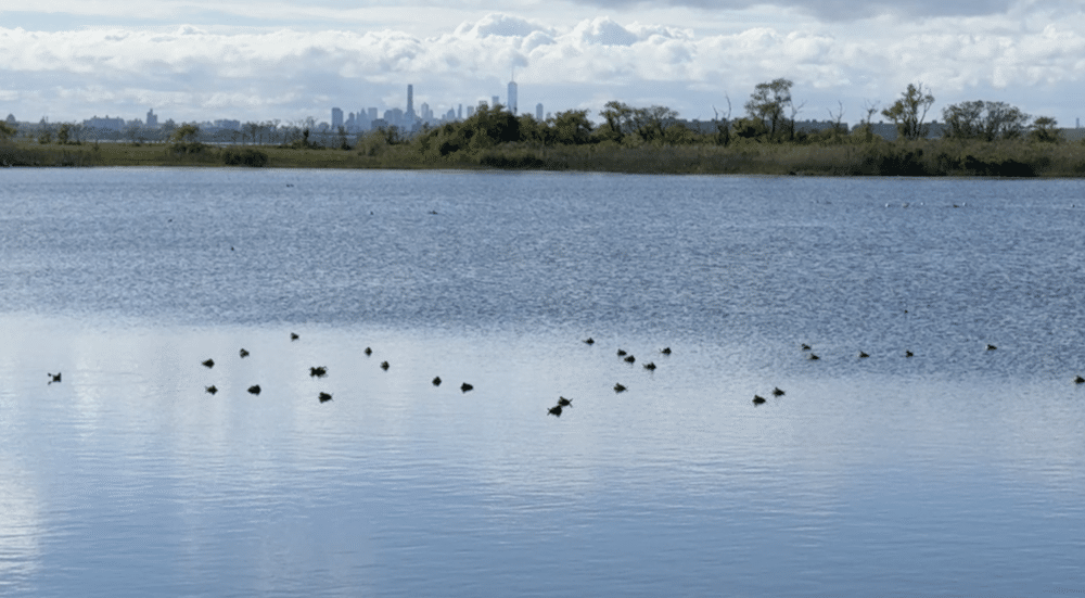 Jamaica Bay Wildlife Refuge