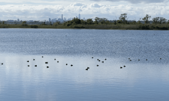 Jamaica Bay Wildlife Refuge