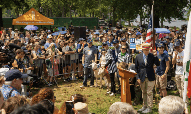 Goats in Riverside Park. Photo by Phoebe Estep.