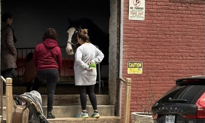 Neighbors visit the horses