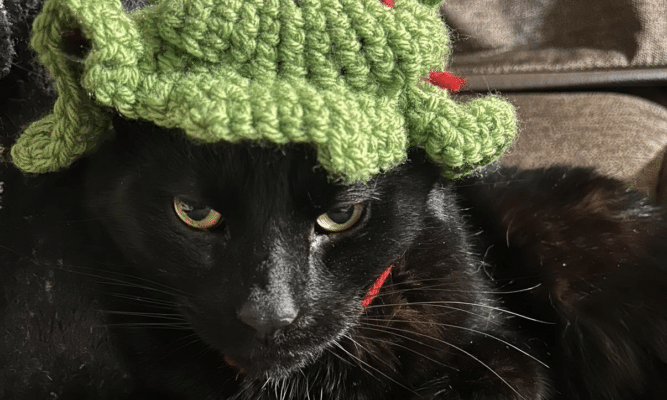 A black cat wears a knitted green frog hat